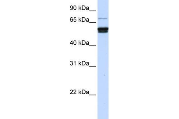 ZNF93 抗体  (N-Term)