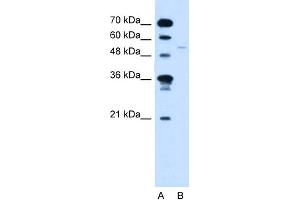 WB Suggested Anti-RXRG Antibody Titration:  2. (Retinoid X Receptor gamma 抗体  (C-Term))