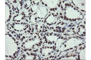 Image no. 14 for anti-Non-POU Domain Containing, Octamer-Binding (NONO) (AA 184-385) antibody (ABIN1491073)