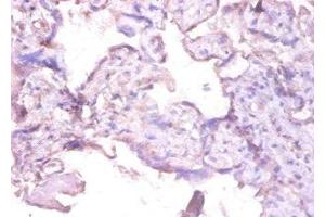 Immunohistochemistry of paraffin-embedded human placenta tissue using ABIN7156957 at dilution of 1:100 (MMP1 抗体  (AA 101-469))