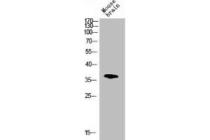 Western blot analysis of mouse-brain lysis using p38 antibody. (MAPK14 抗体  (C-Term))