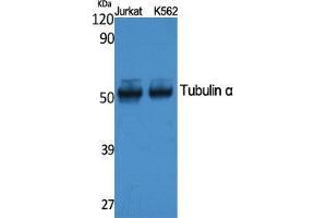 Western Blotting (WB) image for anti-alpha Tubulin (TUBA1) (C-Term) antibody (ABIN3178084) (alpha Tubulin 抗体  (C-Term))