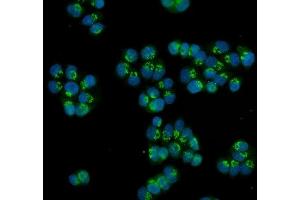 IF analysis of HOXC13 using anti-HOXC13 antibody (ABIN7602314). (HOXC13 抗体  (AA 7-155))
