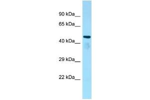 WB Suggested Anti-Atat1 Antibody Titration: 1. (Chromosome 6 Open Reading Frame 134 (C6orf134) (Middle Region) 抗体)