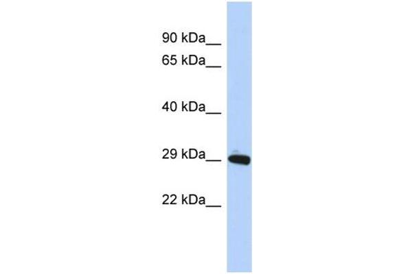 ZNF524 抗体  (N-Term)