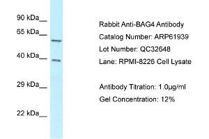 Western Blotting (WB) image for anti-BCL2-Associated Athanogene 4 (BAG4) (C-Term) antibody (ABIN970178) (BAG4 抗体  (C-Term))