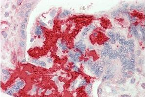ABIN1782152 (5µg/ml) staining of paraffin embedded Human Placenta. (Fibrinogen beta Chain 抗体  (AA 177-190))