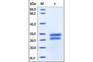 Human HMGB1, His Tag on SDS-PAGE under reducing (R) condition. (HMGB1 Protein (AA 1-215) (His tag))