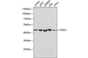 PAICS 抗体