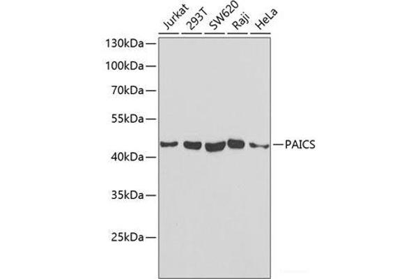 PAICS 抗体