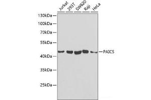 Western blot analysis of extracts of various cell lines using PAICS Polyclonal Antibody at dilution of 1:1000. (PAICS 抗体)