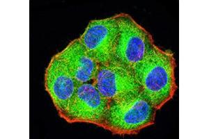 Immunofluorescence analysis of Hela cells using PCDH9 mouse mAb (green). (Protocadherin 9 抗体  (AA 24-148))
