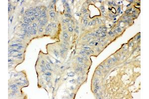 Immunohistochemistry (IHC) image for anti-Clock Homolog (Mouse) (CLOCK) (AA 75-109), (N-Term) antibody (ABIN3043813)