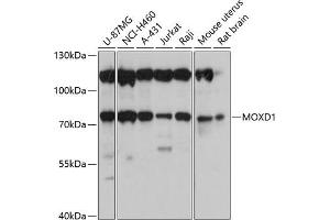 Western blot analysis of extracts of various cell lines, using MOXD1 antibody (ABIN6133069, ABIN6143954, ABIN6143955 and ABIN6220708) at 1:3000 dilution. (MOXD1 抗体  (AA 390-590))