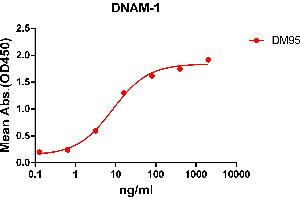 ELISA plate pre-coated by 2 μg/mL (100 μL/well) Human DNAM-1 protein, mFc-His tagged protein ABIN6961117, ABIN7042263 and ABIN7042264 can bind Rabbit anti-DNAM-1 monoclonal antibody (clone: DM95) in a linear range of 0. (CD226 抗体  (AA 19-247))