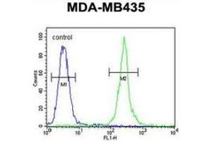 Flow cytometric analysis of MDA-MB435 cells (right histogram) compared to a negative control cell (left histogram) using MRM1 Antibody (N-term), followed by FITC-conjugated goat-anti-rabbit secondary antibodies. (MRM1 抗体  (N-Term))