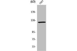 RANBP6 antibody  (Internal Region)