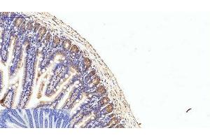 Immunohistochemistry of paraffin-embedded Mouse colon tissue using eIF4A1 Monoclonal Antibody at dilution of 1:200. (EIF4A1 抗体)