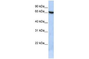 WB Suggested Anti-C19orf6 Antibody Titration: 0.