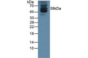 Detection of KPNa1 in Human K562 Cells using Polyclonal Antibody to Karyopherin Alpha 1 (KPNa1) (KPNA1 抗体  (AA 239-506))
