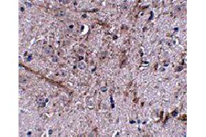 Immunohistochemistry of TOMM70A in mouse brain tissue with TOMM70A polyclonal antibody  at 2. (TOM70 抗体  (N-Term))