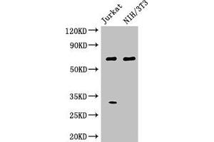 Western Blot Positive WB detected in: Jurkat whole cell lysate, NIH/3T3 whole cell lysate All lanes: FANCC antibody at 3 μg/mL Secondary Goat polyclonal to rabbit IgG at 1/50000 dilution Predicted band size: 64 kDa Observed band size: 64 kDa (FANCC 抗体  (AA 1-210))