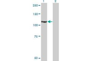 Western Blot analysis of IARS expression in transfected 293T cell line by IARS monoclonal antibody (M03), clone 3D3. (IARS 抗体  (AA 1172-1262))