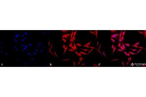 Immunocytochemistry/Immunofluorescence analysis using Rabbit Anti-Hsp70 Polyclonal Antibody .