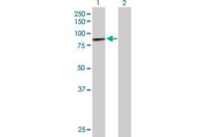 Western Blot analysis of MCCC1 expression in transfected 293T cell line by MCCC1 MaxPab polyclonal antibody.