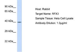 Host: Rabbit Target Name: RFX3 Sample Type: Hela Whole Cell lysates Antibody Dilution: 1. (RFX3 抗体  (N-Term))