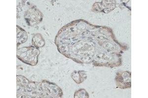 Immunohistochemistry of paraffin-embedded Human placenta using GPR78 Polyclonal Antibody at dilution of 1:100 (40x lens). (GPR78 抗体)