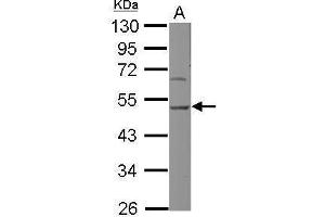 WB Image Sample (30 ug of whole cell lysate) A: NIH-3T3 10% SDS PAGE antibody diluted at 1:500 (SERPINH1 抗体  (Internal Region))