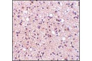 Immunohistochemistry of NPAS3 in human brain tissue with this product at 5 μg/ml. (NPAS3 抗体  (Center))