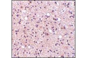 Immunohistochemistry of NPAS3 in human brain tissue with this product at 5 μg/ml. (NPAS3 抗体  (Center))