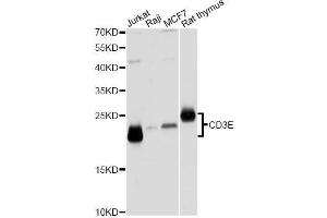 Western blot analysis of extracts of various cell lines, using CD3E Antibody. (CD3 epsilon 抗体  (C-Term))