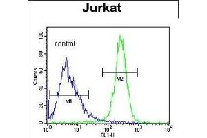 ANGEL1 Antibody (C-term) (ABIN652892 and ABIN2842577) flow cytometric analysis of Jurkat cells (right histogram) compared to a negative control cell (left histogram). (ANGEL1 抗体  (C-Term))