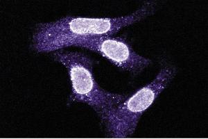 Immunofluorescent staining on SK-BR3 cells. (XPO1 抗体  (AA 2-122))