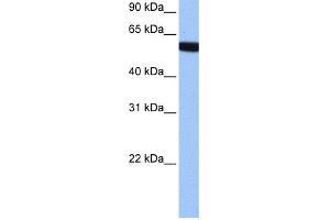 WB Suggested Anti-hCG_1646157 Antibody Titration:  0. (Zinc Finger Protein 891 (ZNF891) (Middle Region) 抗体)