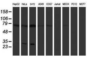 Image no. 1 for anti-Pallidin Homolog (PLDN) antibody (ABIN1500264) (Pallidin 抗体)