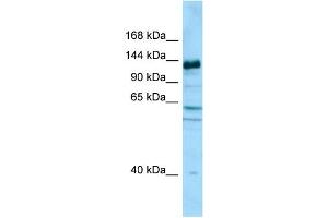 WB Suggested Anti-CAPRIN2 Antibody Titration: 1. (CAPRIN2 抗体  (C-Term))