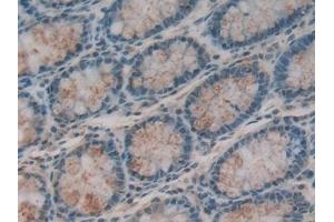 Detection of ITLN1 in Human Intestine Tissue using Polyclonal Antibody to Intelectin 1 (ITLN1) (ITLN1/Omentin 抗体  (AA 31-253))