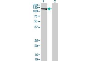 Western Blotting (WB) image for anti-Eukaryotic Translation Initiation Factor 4E Nuclear Import Factor 1 (EIF4ENIF1) (AA 886-985) antibody (ABIN527921)