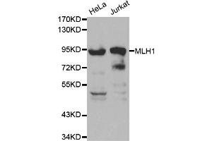 Western blot analysis of extracts of various cell lines, using MLH1 antibody (ABIN5970084) at 1/1000 dilution. (MLH1 抗体)