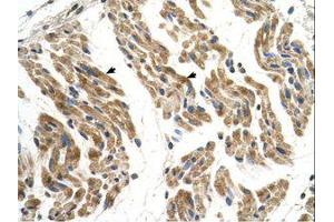 Image no. 1 for anti-Solute Carrier Family 35, Member F2 (SLC35F2) (N-Term) antibody (ABIN320842) (SLC35F2 抗体  (N-Term))