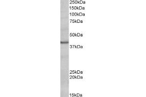 ABIN2564635 (0. (POU4F3 抗体  (Internal Region))