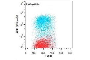 Flow Cytometry of Mouse anti-AKT1 antibody. (AKT1 抗体  (Internal Region))