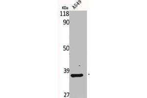 Western Blot analysis of A549 cells using Bub3 Polyclonal Antibody (BUB3 抗体  (C-Term))