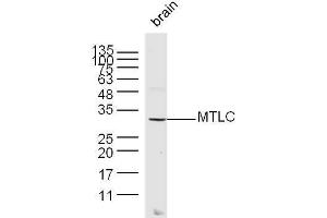 Mouse brain lysates probed with MTLC Polyclonal Antibody, unconjugated  at 1:300 overnight at 4°C followed by a conjugated secondary antibody at 1:10000 for 60 minutes at 37°C.