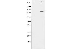 Western blot analysis of B-RAF phosphorylation expression in EGF treated 293 whole cell lysates,The lane on the left is treated with the antigen-specific peptide. (BRAF 抗体  (pSer446))