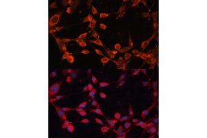 Immunofluorescence (IF) image for anti-Solute Carrier Family 25 (Mitochondrial Thiamine Pyrophosphate Carrier), Member 19 (SLC25A19) (AA 1-80) antibody (ABIN6147913)